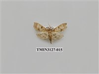 藏品(螟蛾246)的圖片